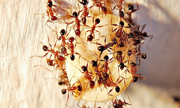 Rimedi per eliminare le formiche in modo efficace Eliminare le formiche