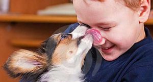 Il tuo Cane ti lecca in viso? Fai Attenzione, Potresti ammalarti di…