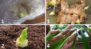 Zenzero: Come Coltivarlo in Vaso