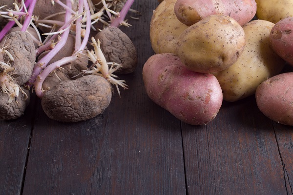 Le patate germogliate si possono mangiare?