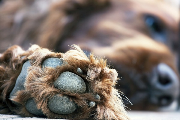 Zampe del cane: come proteggerle in estate